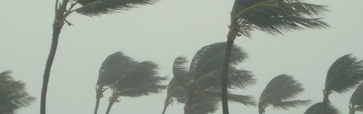 Palm trees blowing in a very high wind